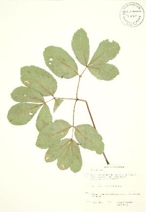  ( - SNEW008_B)  @11 [ ] Copyright (2009) Steven Newmaster University of Guelph BIO Herbarium