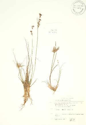  ( - PHK 008)  @11 [ ] Copyright (2009) Steven Newmaster University of Guelph BIO Herbarium