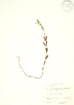 ( - SNEW036_B)  @11 [ ] Copyright (2009) Steven Newmaster University of Guelph BIO Herbarium