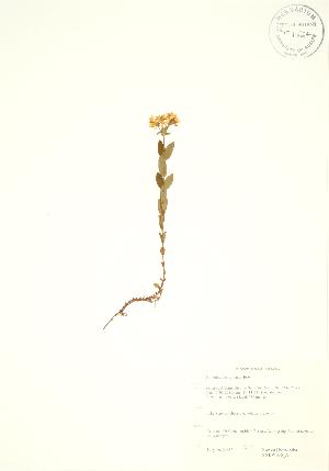  ( - SNEW036_A)  @11 [ ] Copyright (2009) Steven Newmaster University of Guelph BIO Herbarium