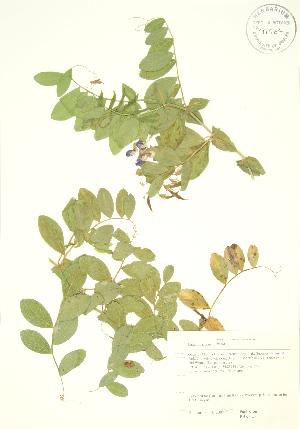  ( - PHK 025)  @11 [ ] Copyright (2009) Steven Newmaster University of Guelph BIO Herbarium