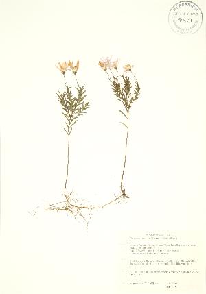  (Oclemena nemoralis - PHK 018)  @11 [ ] Copyright (2009) Steven Newmaster University of Guelph BIO Herbarium