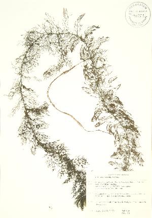  (Utricularia macrorhiza - PHK 010)  @11 [ ] Copyright (2009) Steven Newmaster University of Guelph BIO Herbarium