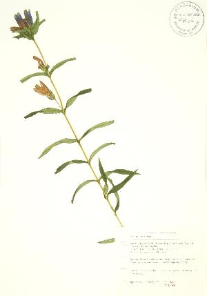  (Gentiana linearis - PHK 009)  @11 [ ] Copyright (2009) Steven Newmaster University of Guelph BIO Herbarium