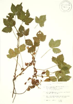  (Rubus hispidus - PHK 007)  @11 [ ] Copyright (2009) Steven Newmaster University of Guelph BIO Herbarium