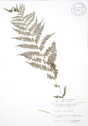  ( - SNEW003_A)  @11 [ ] Copyright (2009) Steven Newmaster University of Guelph BIO Herbarium