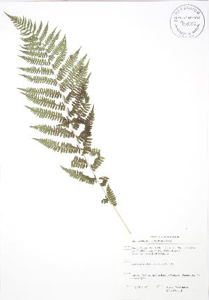  ( - SNEW003_B)  @11 [ ] Copyright (2009) Steven Newmaster University of Guelph BIO Herbarium