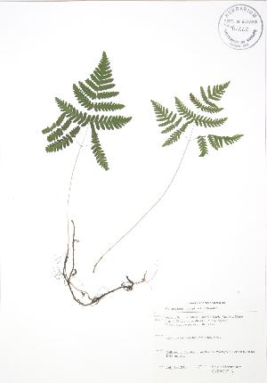  ( - SNEW007_A)  @11 [ ] Copyright (2009) Steven Newmaster University of Guelph BIO Herbarium