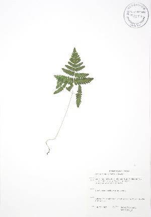  ( - SNEW007_B)  @11 [ ] Copyright (2009) Steven Newmaster University of Guelph BIO Herbarium
