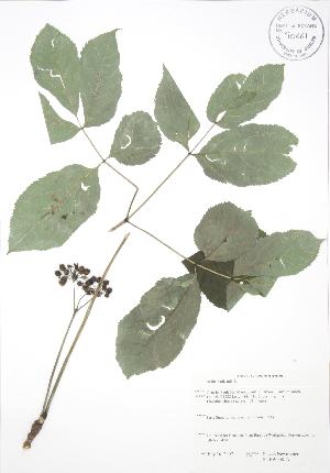  ( - SNEW008_A)  @11 [ ] Copyright (2009) Steven Newmaster University of Guelph BIO Herbarium