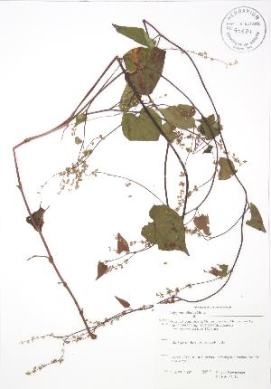  ( - SNEW031_B)  @11 [ ] Copyright (2009) Steven Newmaster University of Guelph BIO Herbarium