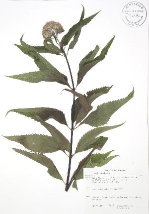  (Eupatorium maculatum - SNEW035_B)  @11 [ ] Copyright (2009) Steven Newmaster University of Guelph BIO Herbarium
