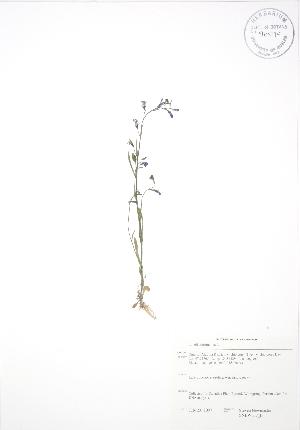  ( - SNEW037_B)  @11 [ ] Copyright (2009) Steven Newmaster University of Guelph BIO Herbarium
