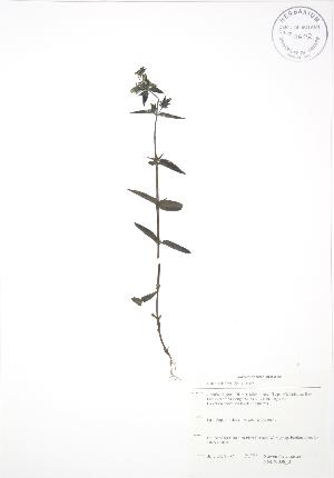  (Halenia deflexa - SNEW038_B)  @11 [ ] Copyright (2009) Steven Newmaster University of Guelph BIO Herbarium
