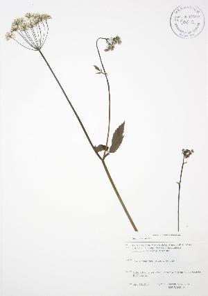  ( - SNEW048_A)  @11 [ ] Copyright (2009) Steven Newmaster University of Guelph BIO Herbarium