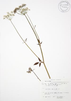  ( - SNEW048_B)  @11 [ ] Copyright (2009) Steven Newmaster University of Guelph BIO Herbarium