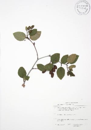  ( - SNEW058_B)  @11 [ ] Copyright (2009) Steven Newmaster University of Guelph BIO Herbarium