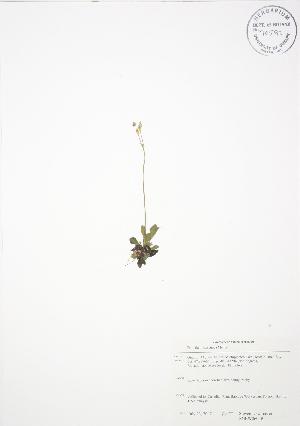  ( - SNEW060_B)  @11 [ ] Copyright (2009) Steven Newmaster University of Guelph BIO Herbarium