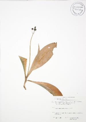  ( - SNEW061_B)  @11 [ ] Copyright (2009) Steven Newmaster University of Guelph BIO Herbarium