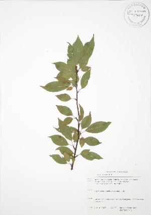  (Prunus pensylvanica - SNEW049_A)  @11 [ ] Copyright (2009) Steven Newmaster University of Guelph BIO Herbarium