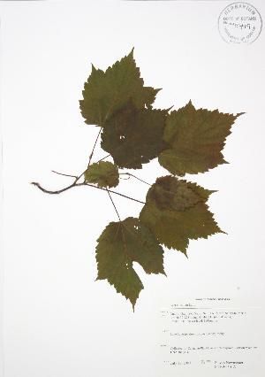  ( - SNEW050_A)  @11 [ ] Copyright (2009) Steven Newmaster University of Guelph BIO Herbarium