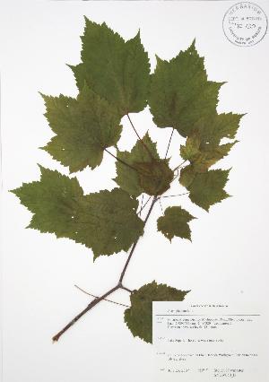  ( - SNEW050_B)  @11 [ ] Copyright (2009) Steven Newmaster University of Guelph BIO Herbarium