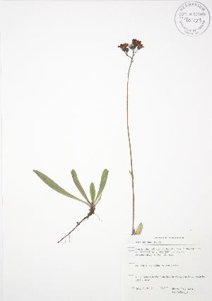  ( - SNEW051_B)  @11 [ ] Copyright (2009) Steven Newmaster University of Guelph BIO Herbarium