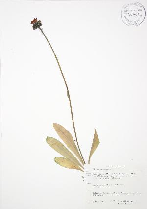  ( - SNEW051_A)  @11 [ ] Copyright (2009) Steven Newmaster University of Guelph BIO Herbarium