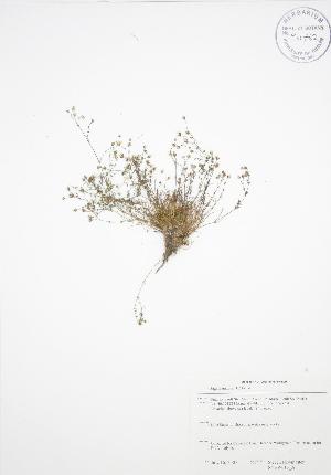  ( - SNEW013_A)  @11 [ ] Copyright (2009) Steven Newmaster University of Guelph BIO Herbarium