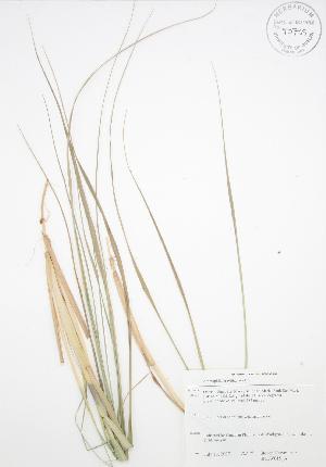  ( - SNEW015_A)  @11 [ ] Copyright (2009) Steven Newmaster University of Guelph BIO Herbarium