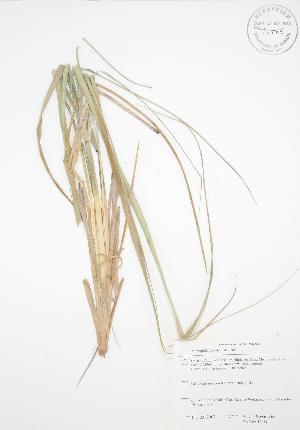  ( - SNEW015_B)  @11 [ ] Copyright (2009) Steven Newmaster University of Guelph BIO Herbarium