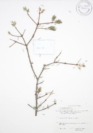  ( - SNEW018_B)  @12 [ ] Copyright (2009) Steven Newmaster University of Guelph BIO Herbarium