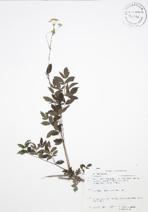  ( - SNEW010_B)  @11 [ ] Copyright (2009) Steven Newmaster University of Guelph BIO Herbarium