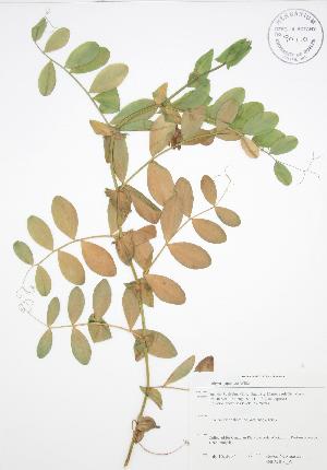  ( - SNEW016_A)  @11 [ ] Copyright (2009) Steven Newmaster University of Guelph BIO Herbarium