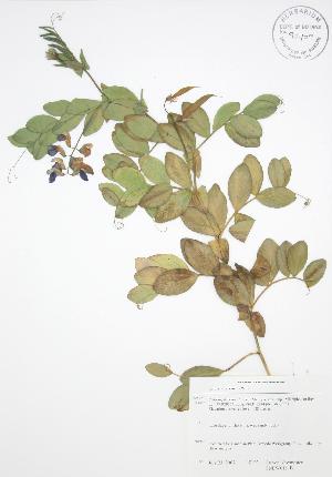  ( - SNEW016_B)  @11 [ ] Copyright (2009) Steven Newmaster University of Guelph BIO Herbarium