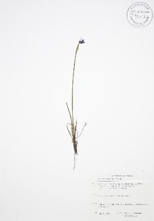  ( - SNEW024_A)  @11 [ ] Copyright (2009) Steven Newmaster University of Guelph BIO Herbarium