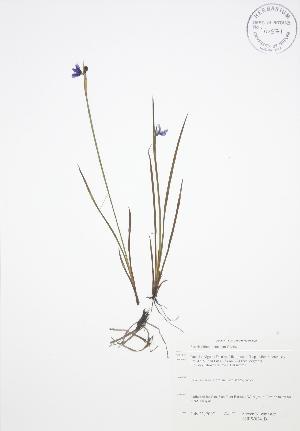  ( - SNEW024_B)  @11 [ ] Copyright (2009) Steven Newmaster University of Guelph BIO Herbarium