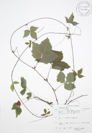  (Rubus pubescens - SNEW025_A)  @11 [ ] Copyright (2009) Steven Newmaster University of Guelph BIO Herbarium
