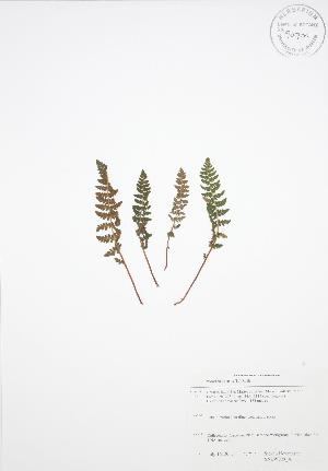  ( - SNEW029_A)  @11 [ ] Copyright (2009) Steven Newmaster University of Guelph BIO Herbarium