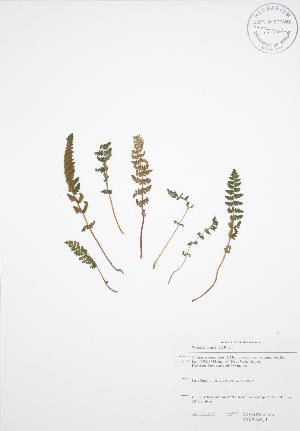  ( - SNEW029_B)  @11 [ ] Copyright (2009) Steven Newmaster University of Guelph BIO Herbarium