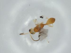  ( - BIOUG58817-F04)  @11 [ ] CreativeCommons - Attribution (2020) Centre for Biodiversity Genomics Centre for Biodiversity Genomics