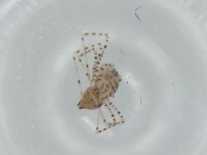  ( - BIOUG58722-D04)  @11 [ ] CreativeCommons - Attribution (2020) Centre for Biodiversity Genomics Centre for Biodiversity Genomics