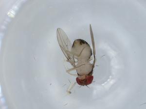  ( - BIOUG58444-E08)  @11 [ ] CreativeCommons - Attribution (2020) Centre for Biodiversity Genomics Centre for Biodiversity Genomics