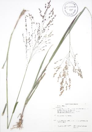  ( - JAG 0751)  @11 [ ] Copyright (2009) Steven Newmaster University of Guelph BIO Herbarium