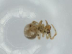  ( - BIOUG58459-B05)  @11 [ ] CreativeCommons - Attribution (2020) Centre for Biodiversity Genomics Centre for Biodiversity Genomics