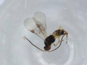  ( - BIOUG58849-H02)  @11 [ ] CreativeCommons - Attribution (2020) Centre for Biodiversity Genomics Centre for Biodiversity Genomics