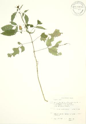  (Bidens frondosa - JAG 0801)  @13 [ ] Copyright (2009) Steven Newmaster University of Guelph BIO Herbarium