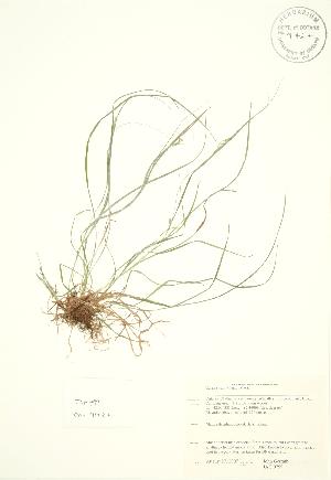  ( - JAG 0799)  @11 [ ] Copyright (2009) Steven Newmaster University of Guelph BIO Herbarium