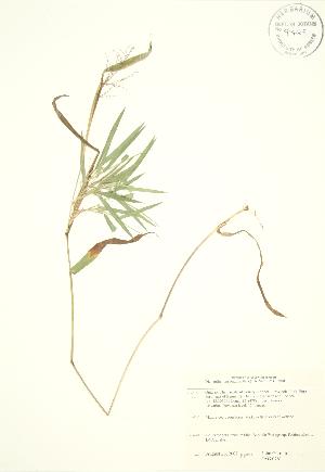  ( - JAG 0761)  @11 [ ] Copyright (2009) Steven Newmaster University of Guelph BIO Herbarium