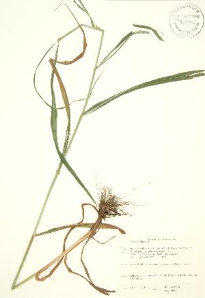  (Cinna arundinacea - JAG 0805)  @11 [ ] Copyright (2009) Steven Newmaster University of Guelph BIO Herbarium